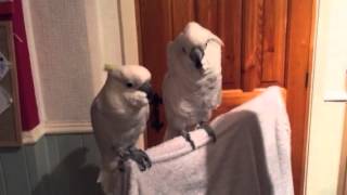 Rock & Roll Cockatoos