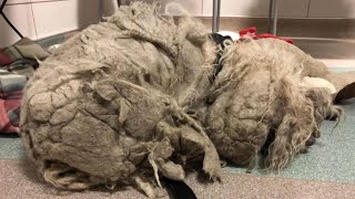 After many years served his owner, he was abandoned with worst matted fur and suffered tumors.. by STRAY PAWS 35,558 views 3 days ago 8 minutes, 23 seconds