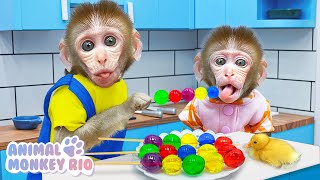 Monkey Rio eat Miniature Rainbow Fruit Jelly and take the Duckling to toilet | Animal Monkey Rio
