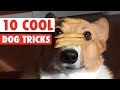 10 cool dog tricks  awesome compilation