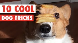 10 Cool Dog Tricks Awesome Compilation