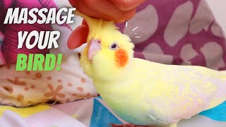 Unbelievable Tips For Massaging A Bird | Prepare to Be Surprised!