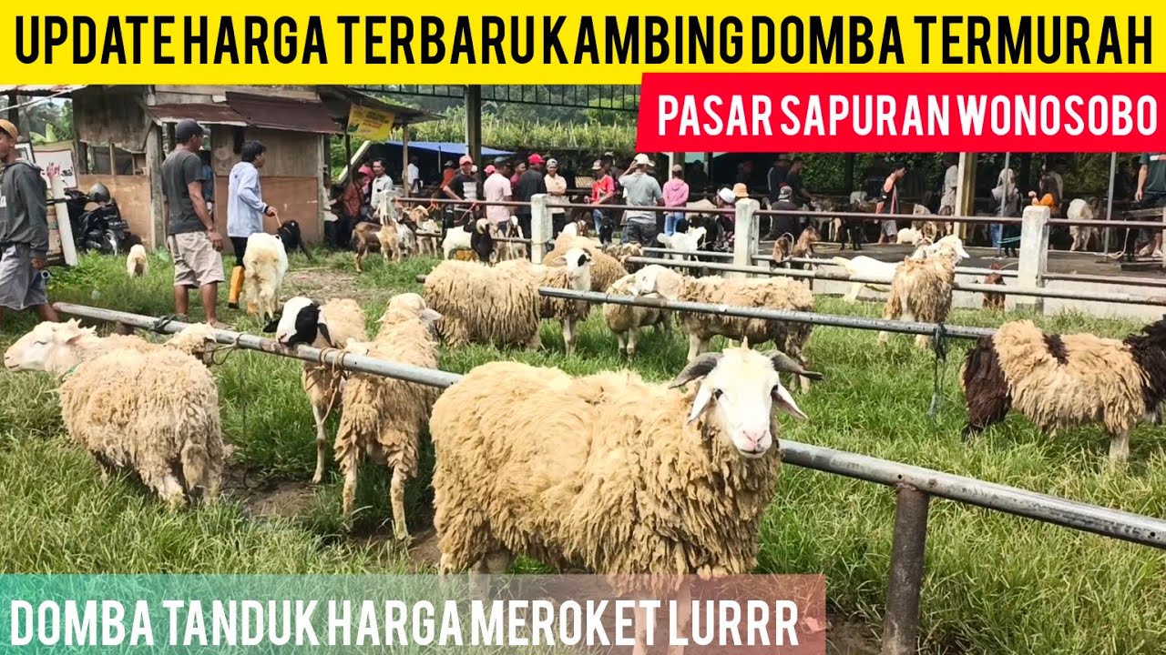 Актуальные цены на местных мериносовых коз и овец с рогами на рынке Вейдж Сапуран, Вонособо.