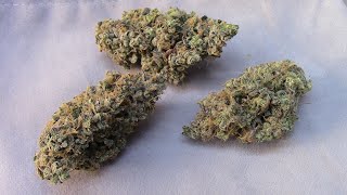 Pressing, smoking some Mephisto rosin