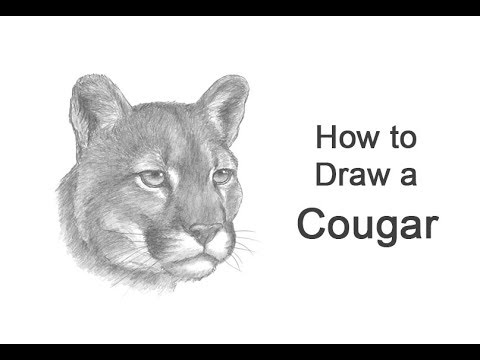 how to draw a puma