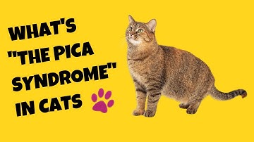 Understanding Pica Syndrome in Cats and How to Treat It - Cat