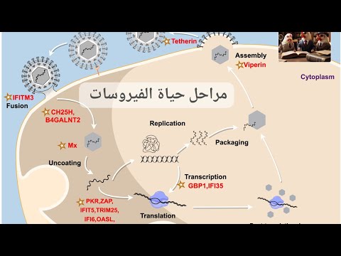 مراحل حياة الفيروسات وتصميم أدوية الفيروسات الأمثلة بشري