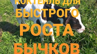 ДЛЯ БЫСТРОГО РОСТА МАЛЕНЬКИХ БЫЧКОВ. Success in fattening bulls