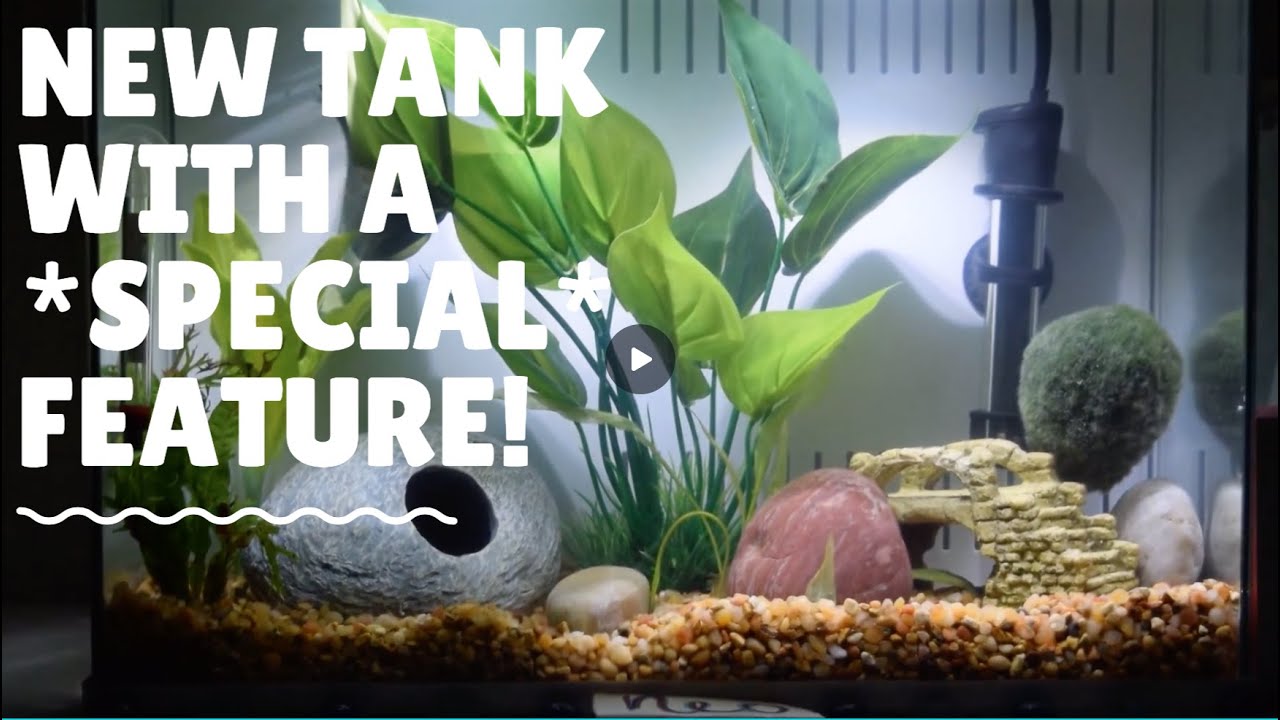 Top Fin Engage Tank Review!