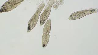 A paramecium reproduces in front of your eyes