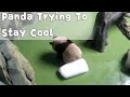 Panda Trying To Stay Cool | iPanda