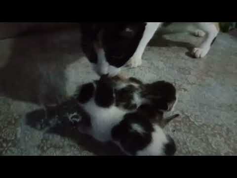 Newborn kittens #satisfying #asmr #viral #short #pets
