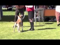 Colored Bull Terriers - Best Of Variety Mar 3rd, 2012 Colored Bull Terriers - Best Of Variety Mar 3rd, 2012