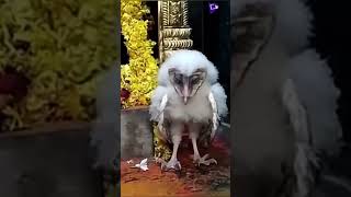 Real Garuda Pakshi At Lord Venkateswara Swamy Temple At Koritala