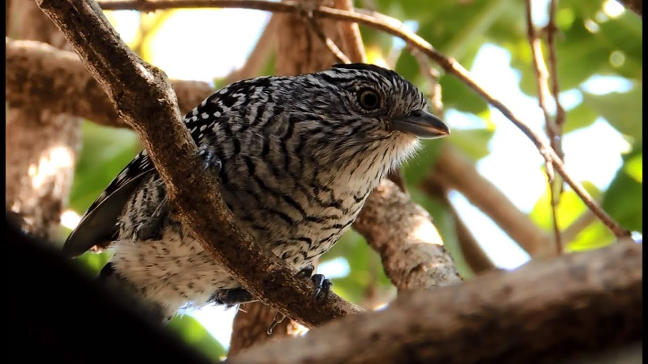 O canto da Choca-barrada, Casal em dueto, Thamnophilus doliatus, Barred
