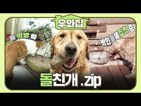 [🏠#우와집] 돌 없이는 못 살아~🪨💗 돌친개 모음.zip #TV동물농장 #동물 #우와한비디오 #우와비