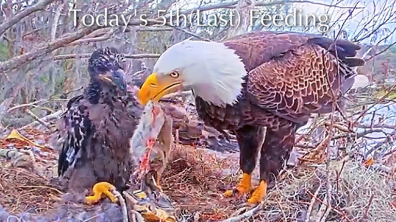 #348🦅Brutus🐥50° & Peanut🐥45°／Winter Park Eagle Nest 2026／Against All Odds:One-Eyed Mom／Wink💗Atlas