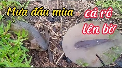 Bắt cá rô , lóc lên bờ sau cơn mưa đầu mùa ở miền tây  #cônghímiềntây #cárô #mưađầumùa