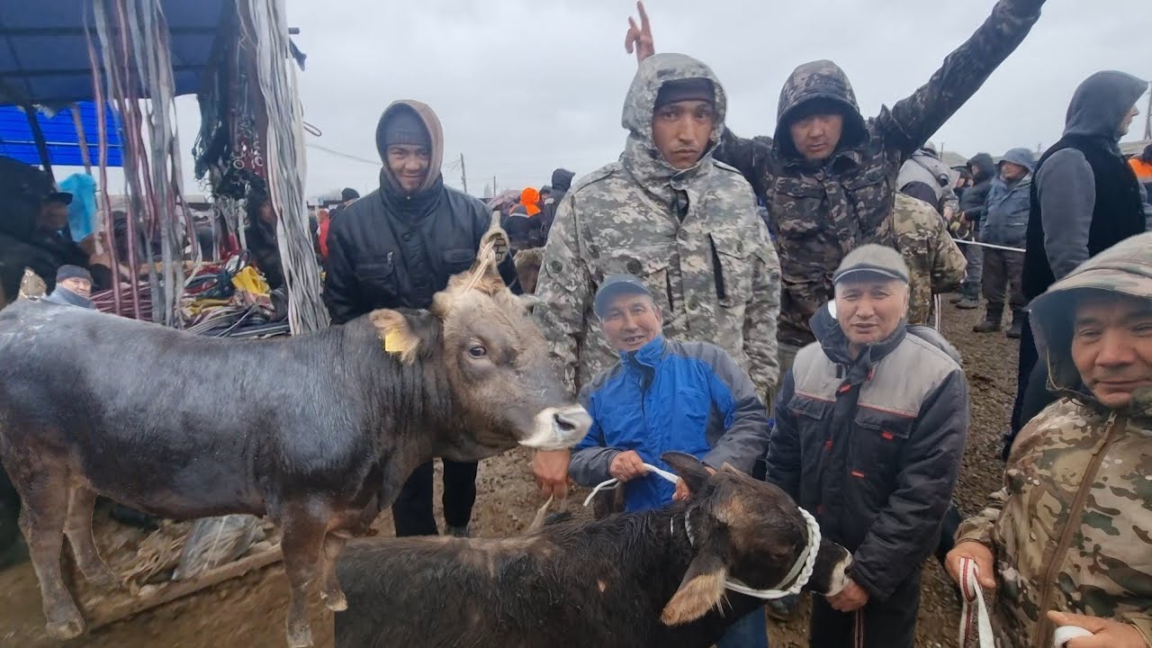 КЫЗЫЛ КЫЯ Ш.КАРАВАН МАЛ БАЗАРЫ РЕАЛДУУ БААЛАР .