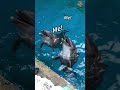 So Cute! 🐬 Hungry Dolphins Begging for Food | 饥饿的小海豚 #FunnyAnimals #CuteAnimal #Shorts