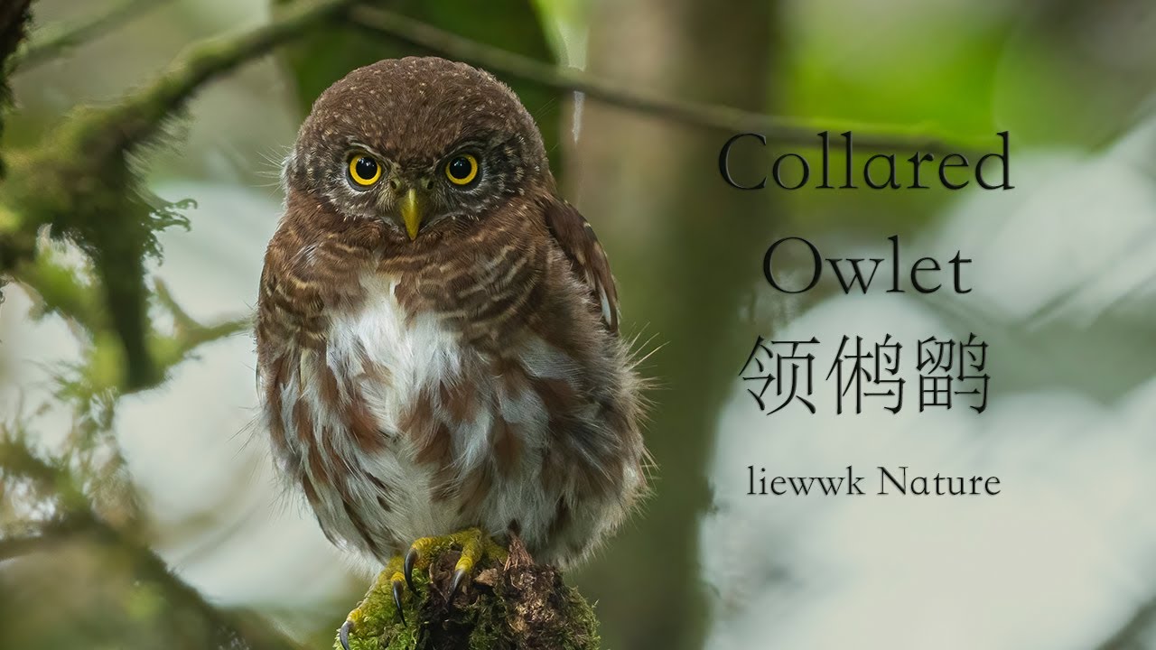 870+ Gambar Burung Jampok Terbaru