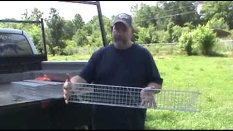 Muskrat trapping colony traps, quality
