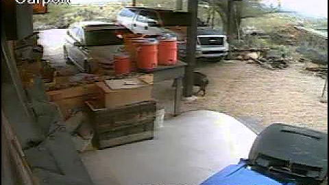 9 javelina looking for dinner.wmv