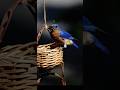 When bird parents show up looking for mealworms, you know hungry babies are waiting,..#birds #shorts