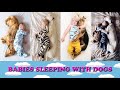 Best babies sleeping with dogs compilation  most vieweds  alisofietv