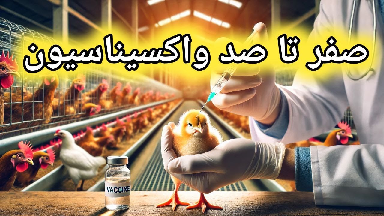 واکسیناسیون طیور , صفر تا صد واکسن , آموزش واکسن طیور , مایه کوبی طیور