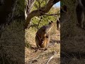 @Kangarro and its child