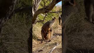 @Kangarro and its child