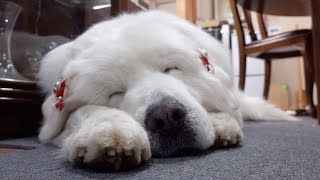 ルンルンがウトウトしてるだけの動画...　Great Pyrenees　グレートピレニーズ
