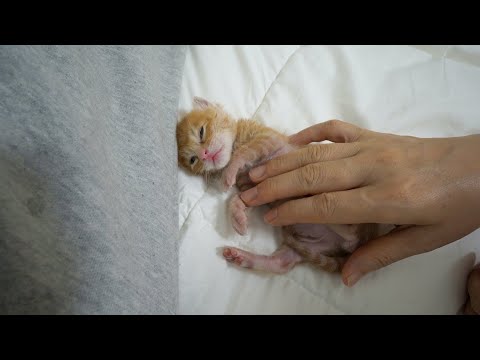 The <strong>Reason</strong> Why My Kitten Thinks of <strong>Me</strong> as His Mom