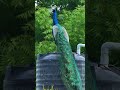 peacock 🦚 the beautiful 🐦 bird#birds #naturesounds