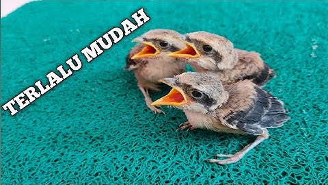 Cek jenis kelamin anakan Cendet Versi Bakul manuk...