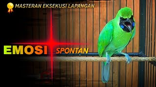 🔴EMOSI SPONTAN‼️CUCAK IJO GACOR NGENTROK UNTUK MASTERAN DI LAPANGAN