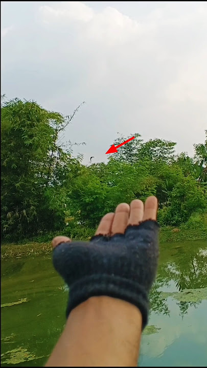 Merpati ini dipanggil langsung datang #burungpintar #merpativiral #merpati