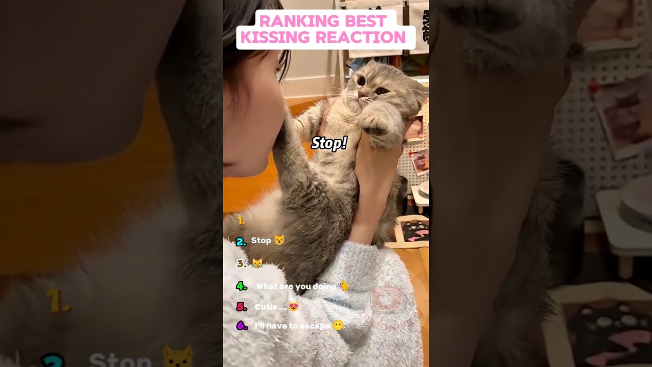Ranking Top 6 Kissing My Cat Reaction!😘 Part 2
