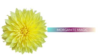 Morganite: The Soft Pink Gem That Rivals Diamonds!!! screenshot 4