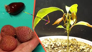 Growing LYCHEE Tree from Seed  169 Days Time Lapse