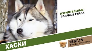 TEST.TV: Все для животных. Хаски. TEST.TV: Все для животных. Хаски.