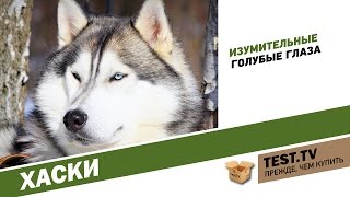 TEST.TV: Все для животных. Хаски.