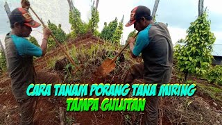 Cara tanam Porang tana miring tampa gulutan