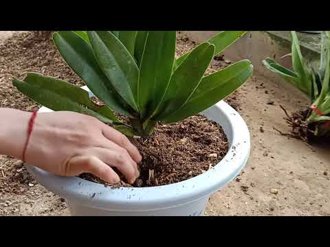 Cách trộn giá thể để trồng và chăm sóc cây Lan Hài