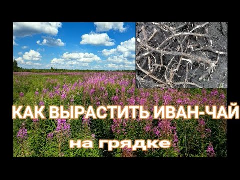 👩🏻‍🌾🌺 РАЗМНОЖЕНИЕ  ИВАН-ЧАЯ КОРНЕВЫМИ ЧЕРЕНКАМИ. КАК ВЫРАСТИТЬ ИВАН-ЧАЙ НА ГРЯДКЕ.Russian tea