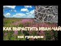 👩🏻‍🌾🌺 РАЗМНОЖЕНИЕ  ИВАН-ЧАЯ КОРНЕВЫМИ ЧЕРЕНКАМИ. КАК ВЫРАСТИТЬ ИВАН-ЧАЙ НА ГРЯДКЕ.Russian tea