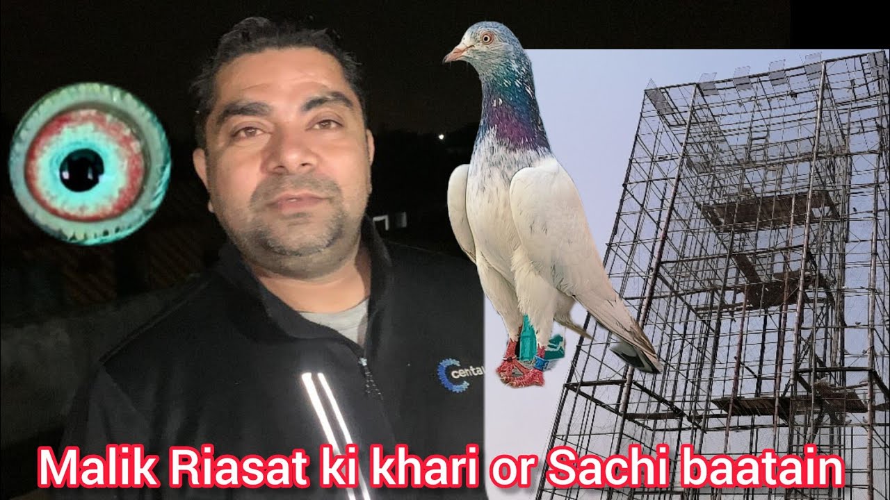 Malik Riasat ki khari or Sachi baatain (Usman pigeon online) 🕊️