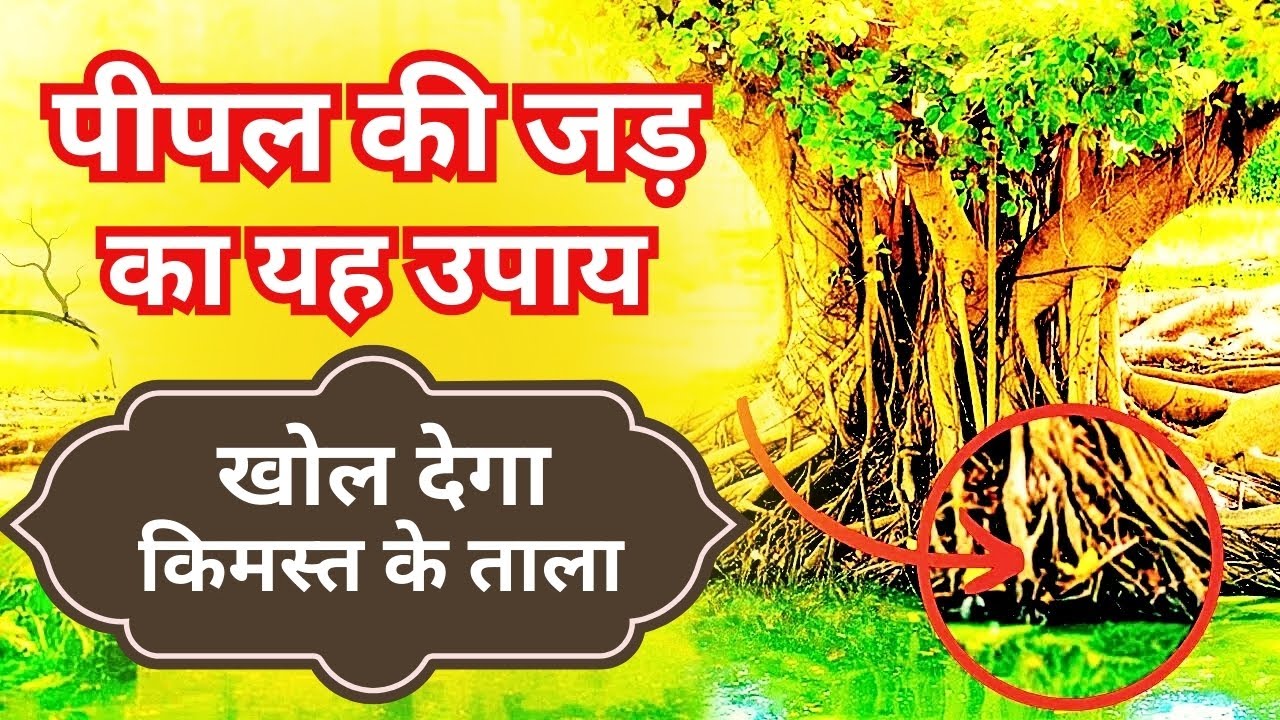 Soti Tree Peepal Tree Remedies | Soti Hui Kismat Ko Kaise Jagaye | Kismat Kholne ...