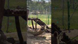 POV: relaxation just found you 🐻💤 | FOUR PAWS | [SUBS]